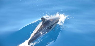 From Morro Jable: Dolphin and Whale Watching by Speedboat