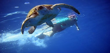 Kayak con i delfini e le tartarughe e snorkeling a Tenerife