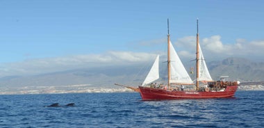 Los Cristianos: Ethical Whale-Watching on Pirate Ship & Swim