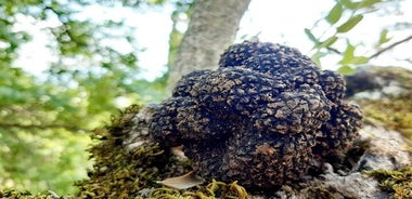 Trüffeljagd-Erlebnis in Assisi