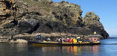 Expérience côtelée exaltante - Dingle Safari en mer