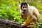 photo of squirrel monkey in Apenheul Primate Park in Apeldoorn, the Netherlands.