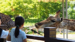 Zoos et parcs animaliers