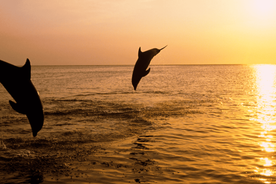 Kamenjak/Medulin: Sunset Dolphin Boat Tour with Dinner