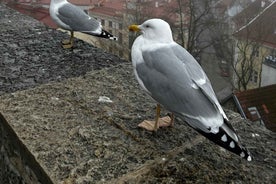Tallinn: Guided Old Town Historical Walking Tour