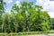 Bartek Oak, one of the oldest oaks in Poland, natural monument