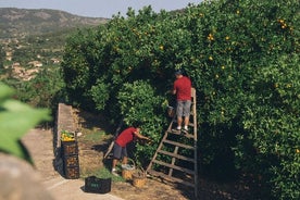 Guided Tasting Tour in 16th century House and Olive Oil Factory