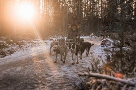 Nacido para correr por la mañana Tour autodirigido de Husky en noviembre