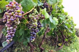 Guachinche Tour Gastronómico de 4 horas em Tenerife