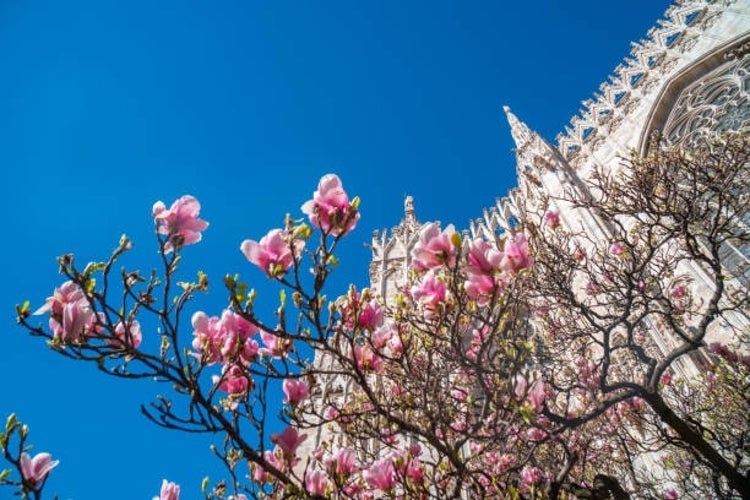 Partial view of the Duomo of Milan in springtime, framed by blooming magnolia flowers..jpg