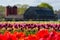 Photo of Tulip Farm in Johnston, Rhode Island. Shallow depth of field with focus on flowers in foreground ,Scotland .