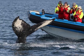 Húsavík: Original Big Whale Safari and Puffin Island Tour