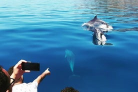 Excursão de barco somente para observação de golfinhos em Sesimbra