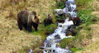 Bear watching hiking tour