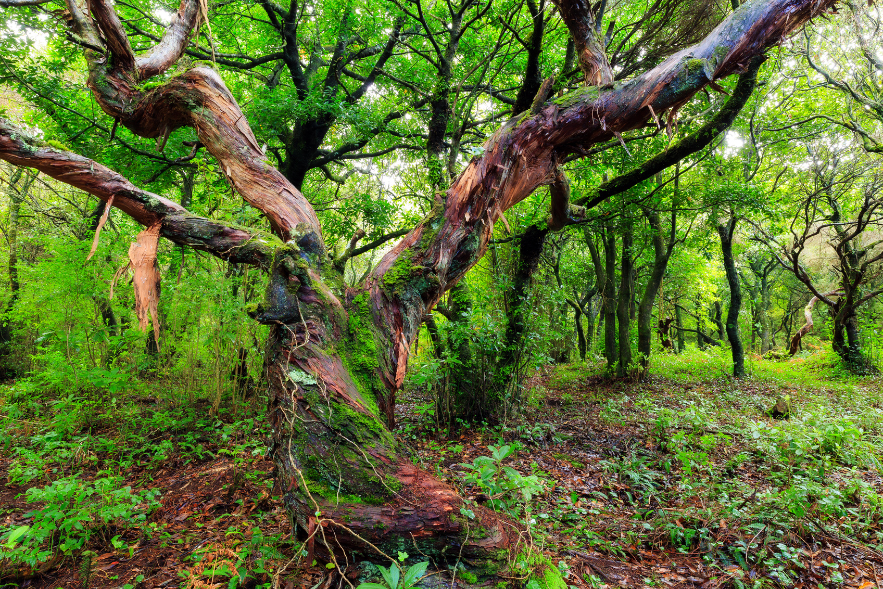 Laurissilva Forest in Madeira (1).png