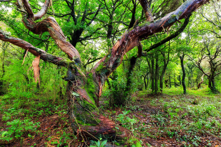 Laurissilva Forest in Madeira (1).png