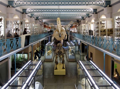 The museum gallery