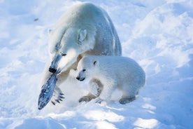 Besøk Ranua Arctic Wildlife Park fra Kemi