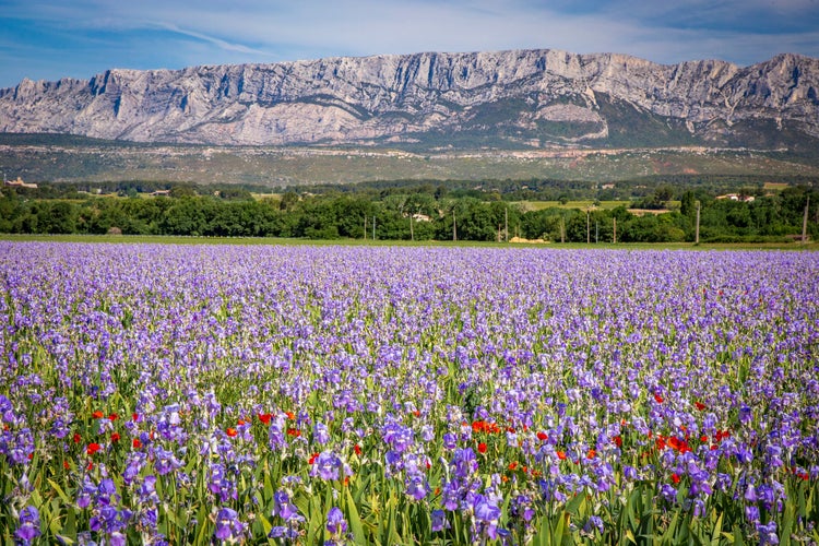 Iris meadow close to Sainte Victoire mountain near aix en Provence France.