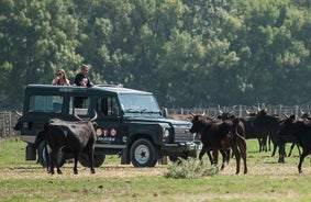 Safari Camargue 4x4 Complete Day with Meal (8h00)