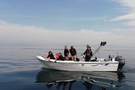 Kleine groep dolfijnen en dieren in het wild spotten in Faro