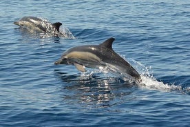 Algarve Jeep Safari and Boat Tour - Full Day Mountains & Dolphins