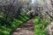 Footpath in Għadira Natural Reserve on Malta surrounded by flowers