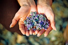 Hvar Lavender Small Group Tour