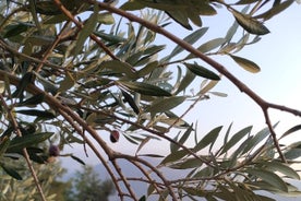 Déjeuner rustique à Bodrum et dégustation d'olives