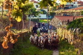 2 小时四轮摩托之旅 • Arcos de Valdevez • Peneda Gerês