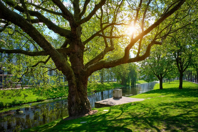 Tree in public park in Rotterdam and lush green grass. Rotterdam, Netherlands