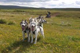  Hundekjøring og hundekjøring av Siberian Husky på Island