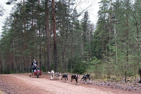 Ultimatives Husky-Hundeschlittenerlebnis in Lettland - Private Tour ab Riga