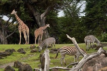 スペインで、ベニドルムの動物園チケット