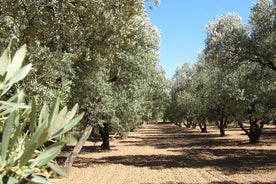 Olive Oil Tour and Visit to Belchite Old Town