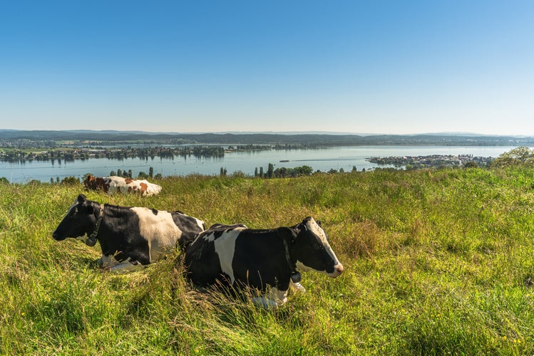 Photo of View of the island of Reichenau and Untersee, cows grazing on a meadow in the foreground, Salenstein, Canton of Thurgau, Switzerland.