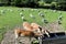 Photo of Young deer and seagulls in Welsh Mountain Zoo, Wales.