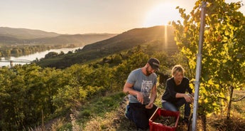 Danube Cycle Path – Winegrower’s Tour Individual Cycling Tour from Linz to Vienna