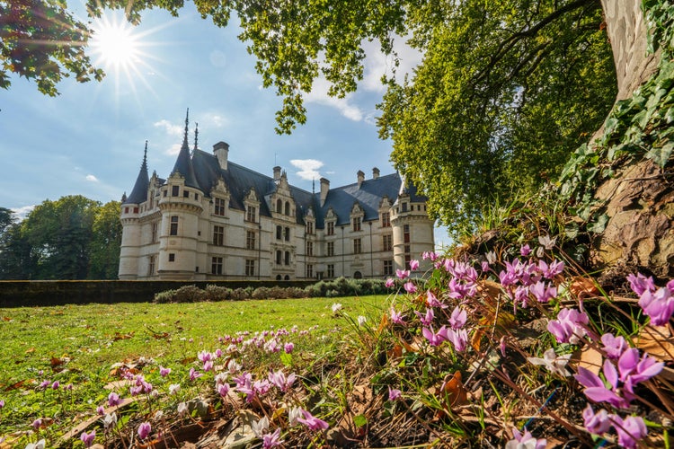 Château de Azay-le-Rideau with Blooming Cyclamen.jpg