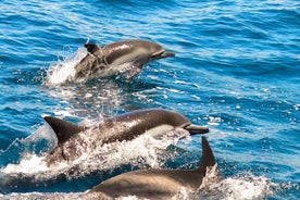 Delfinbeobachtung in Marina de Lagos