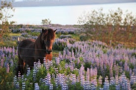 Húsavík walking tour