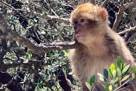 Tours de Gibraltar - TOUR ESTÁNDAR