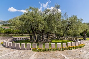 Old Olive Tree