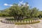 Photo of the 2,000 year old olive tree, Stara Maslina near to Stari Bar, Montenegro.