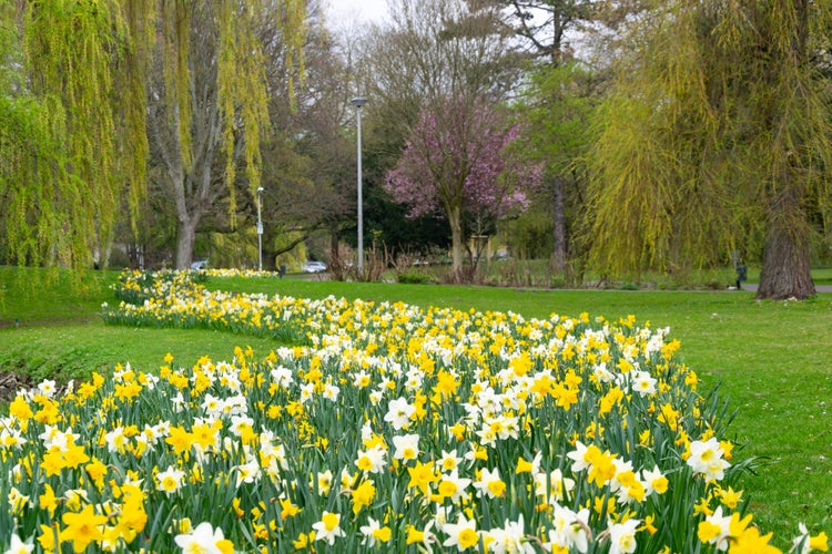 Photo of Blooming white and yellow flowers in the Buerger Park in Braunschweig, Germany announcing the beginning of the spring.