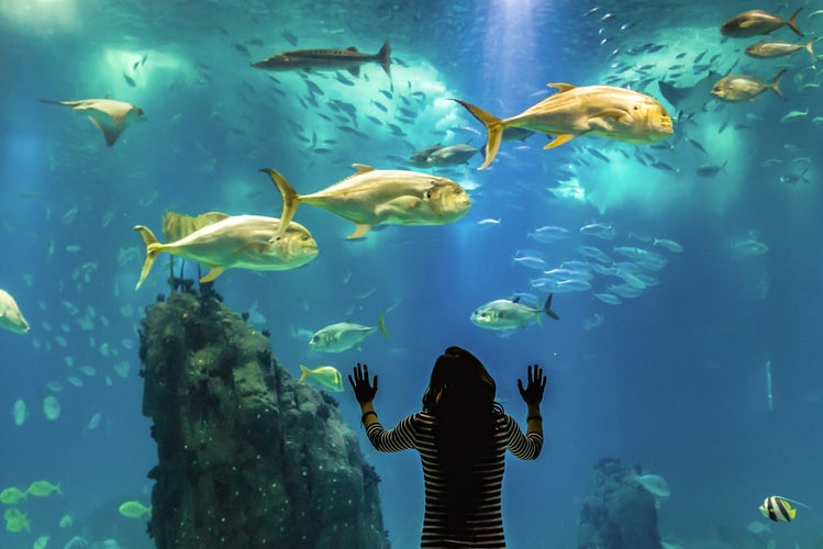 Lisbon Oceanarium in Lisbon.jpg