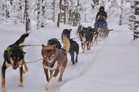 Siediti e rilassati in un tour mattutino con husky