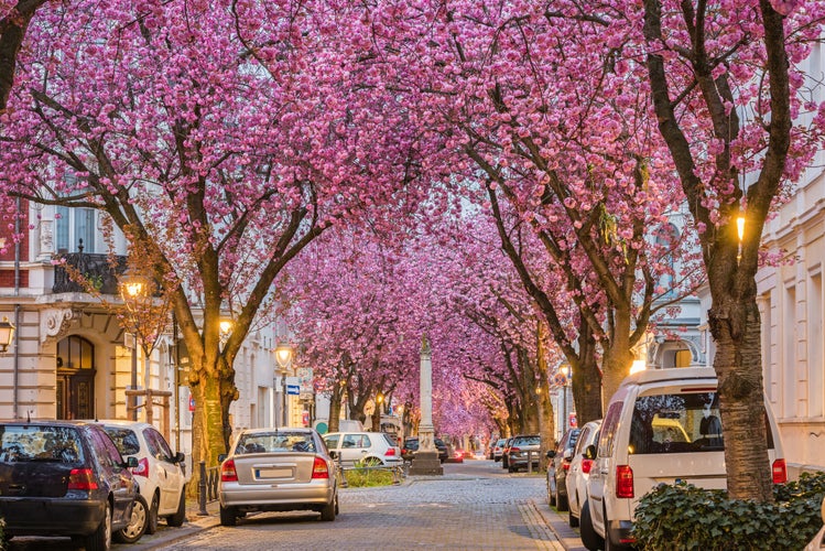 photo of view of Alley of cherry blossom trees in Bonn; Germany.