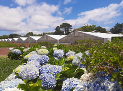 Azores - region in Portugal