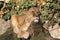 Photo of a lion taking a well-deserved rest at Artis zoo after being fed, Amsterdam.